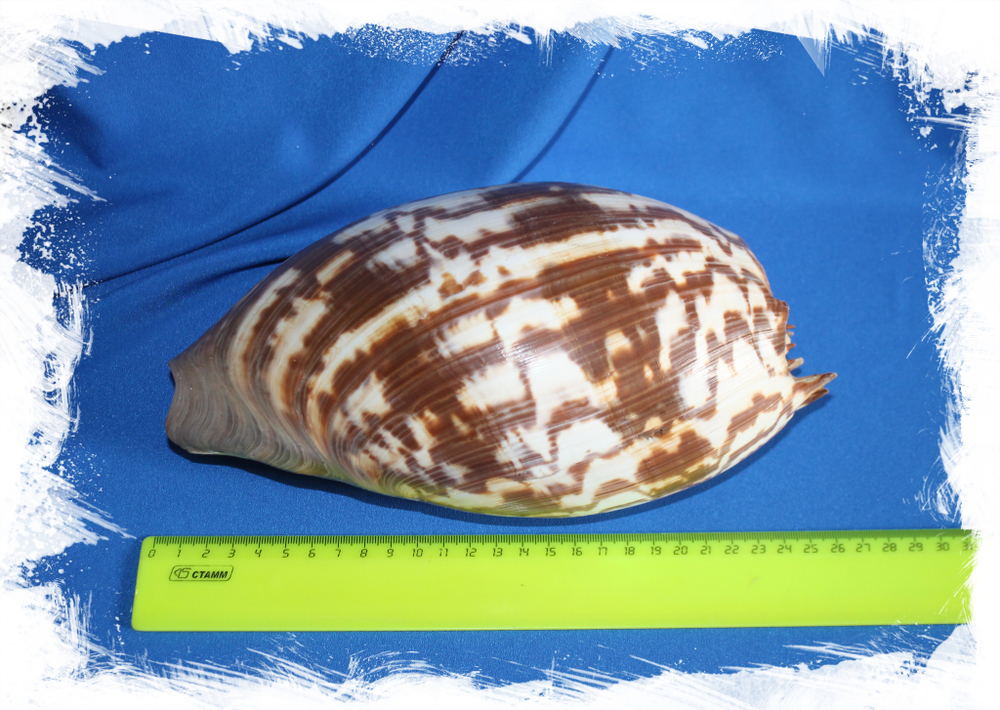 Раковина Melo amphora, Мело амфора