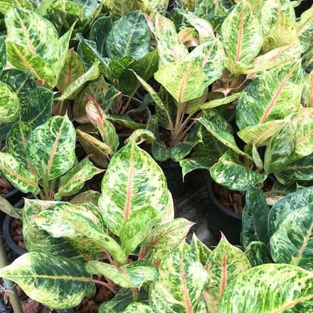 Аглаонема GODZILLA