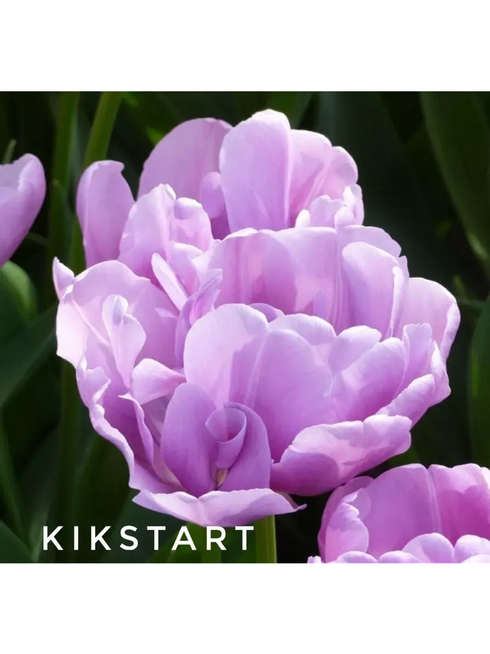 Луковицы тюльпанов пионовидные сорт KIKSTRAT (4 штуки)