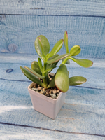 Crassula Ovata (Крассула)