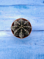 Gymnocalycium Friedrichii (Гимнокалициум)