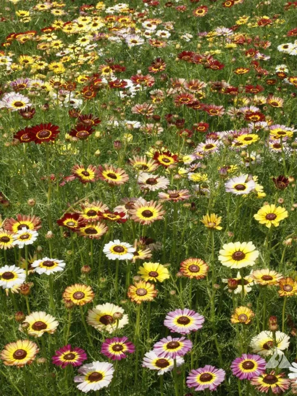 Семена хризантемы килеватой Радуга Смесь