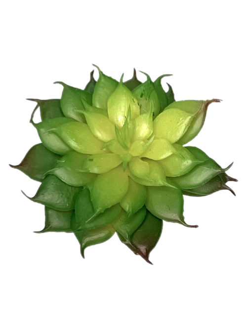 Суккулент 124 микро