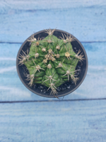 Gymnocalycium T-Rex Pink hybride (Гимнокалициум T-rex)