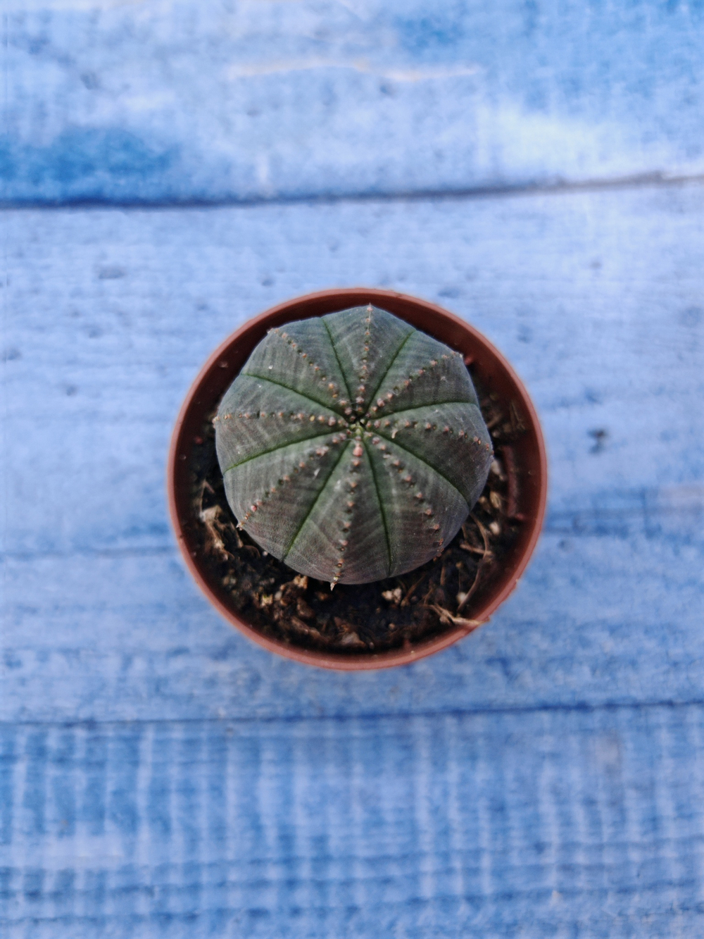 Euphorbia Obesa (Эуфорбия)