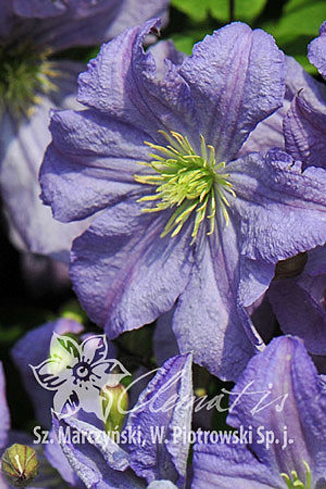 Клематис гибридный Принц Чарльз Закупка М33 апрель 2026