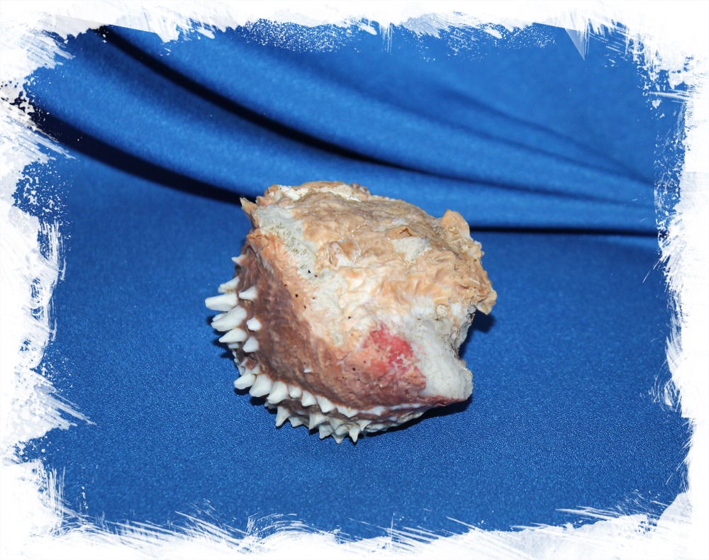 Chama dunkeri, Chama semipurpurata, Хама Дункери