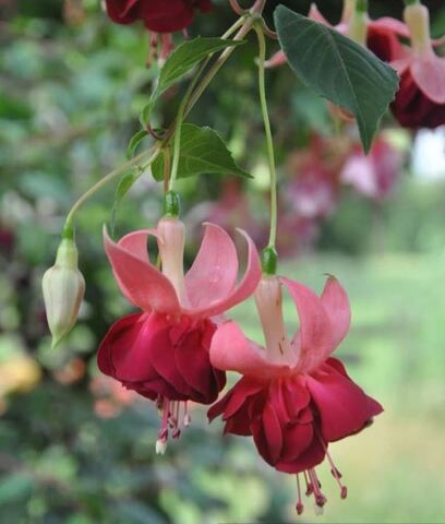 Фуксия Amazing Marjolein