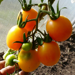 Помидоры Алыча