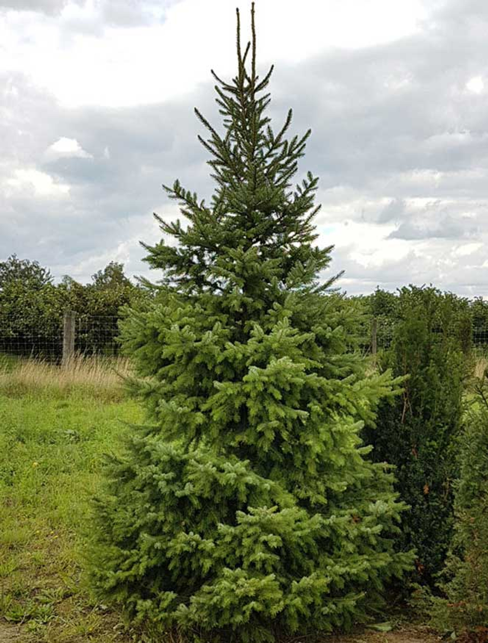 Ель сербская (ком) 200-250