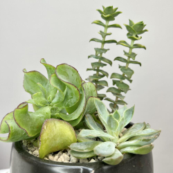 Микс суккулентов «Темное дыхание»