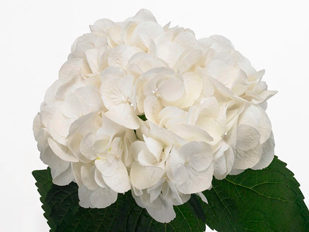 Shakira/ Шакира( Стандарт поставки Р9)2025г.