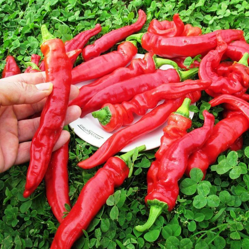 Сладкий Японский Чили Перец Манганджи Тогараши Киото - Manganji Togarashi Kioto - 万願寺とうがらし