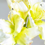 Цветок AMARYLLIS цвет белый