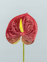 Антуриум Элайза Мини