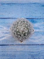 Mammillaria Bocasana (Маммиллярия)