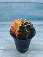 Gymnocalycium Variegata (Гимнокалициум Вариегатный)