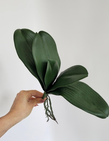 Листья орхидеи L / Арт 7033