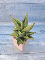Sansevieria Jewel Crown (Сансевиерия)
