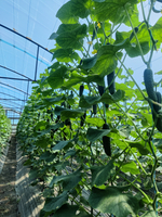 Кардинал F1 семена огурца партенокарпического ( Yuksel Tohum / )