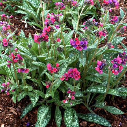 Медуница гибридная Викториан Бруч С2