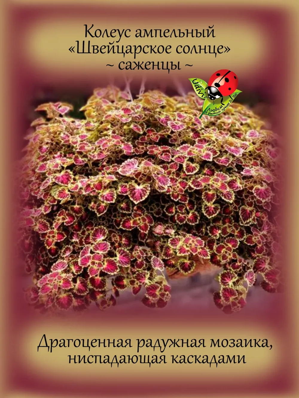 Колеус Швейцарское солнце ампельный Свисс саншайн