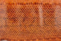 Кожа змеи 990х80-110мм (коричневая глянцевая)