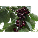 Черешня Валерий Чкалов (8-летняя)