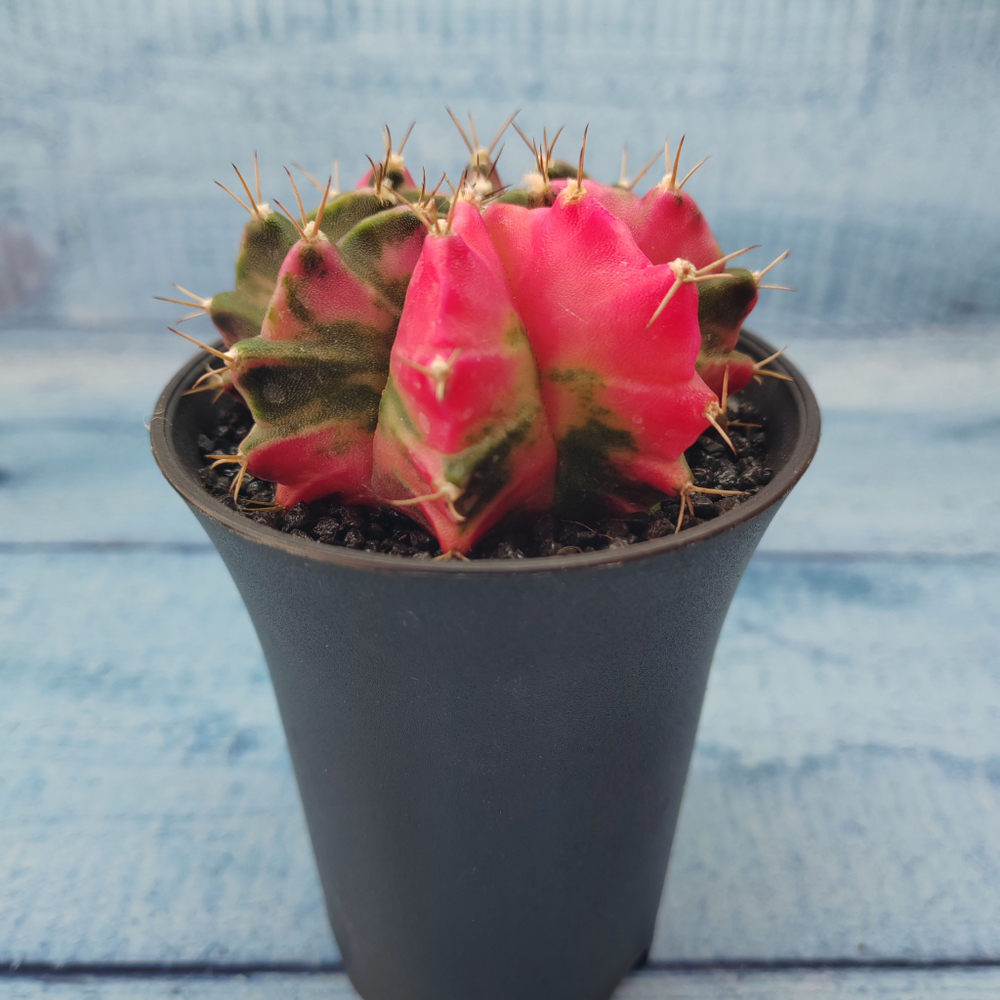 Gymnocalycium Variegata (Гимнокалициум Вариегатный)