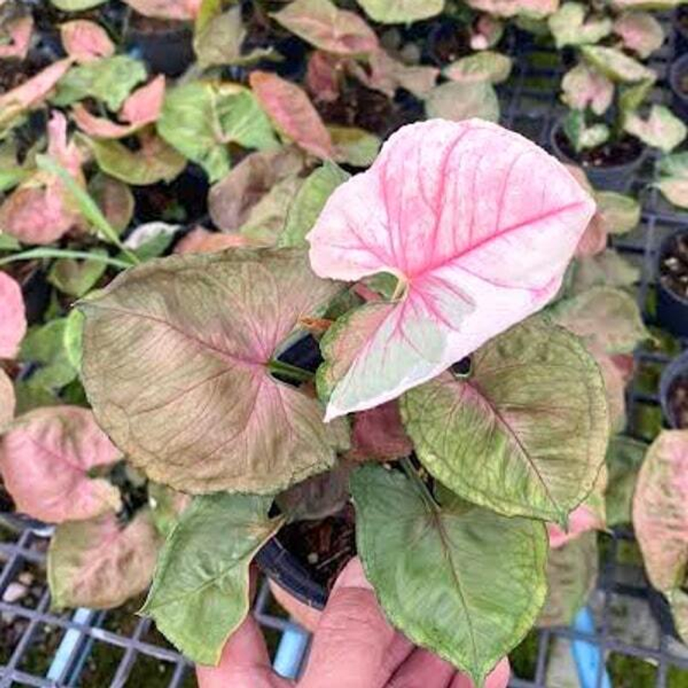 Сингониум STRAWBERRY ICE