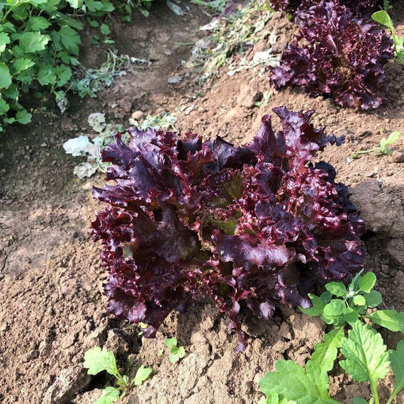 Кармези семена салата лолло росса (Rijk Zwaan / ALEXAGRO) культура – фото 11