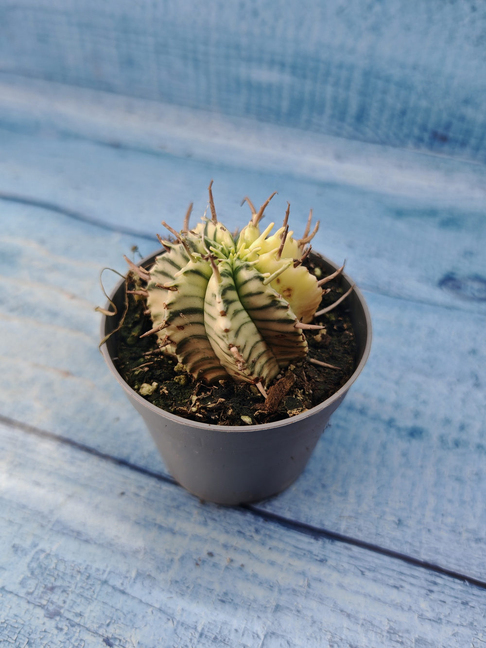 Euphorbia meloformis f. Variegated (Эуфорбия вариегатная)