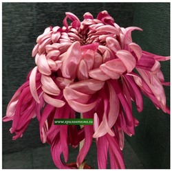 Крупноцветковая хризантема Maroon Elizabeth Shoesmith /ан 69 /поставка май 2026г/