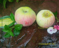 Яблоня Самоцвет