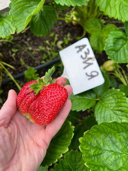 Земляника крупноплодная Азия