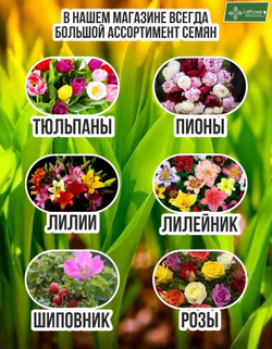 Семена, Ели Голубой , 0,4 грамм (40 семян)