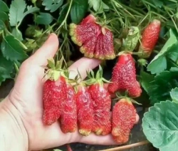 Земклуника Купчиха Р9 Закупка М65 май-июнь 2026