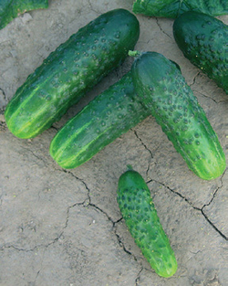 Огурец Циркон F1 (50шт) Витагрин Профи