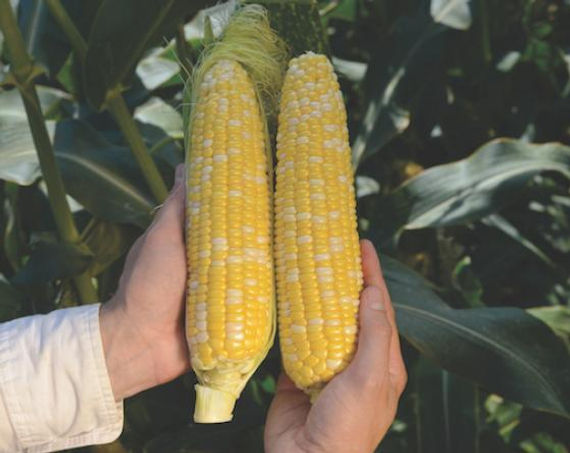 РОУЗИ F1 семена кукурузы (Clause | Alexagro) – фото 1