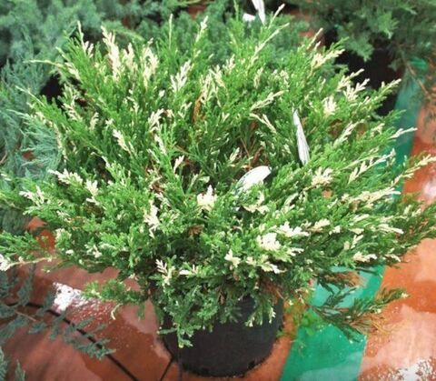 Можжевельник вариегатный Вайт Сплэш