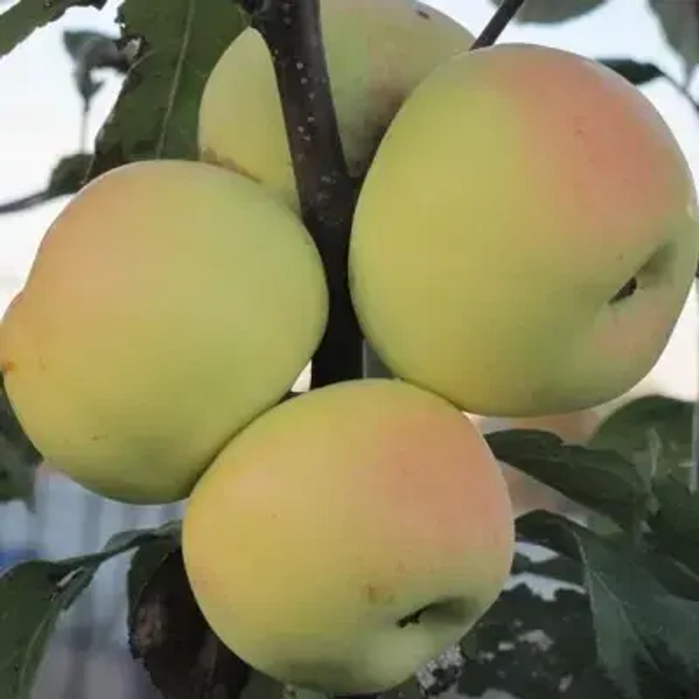 Яблоня Бумажное