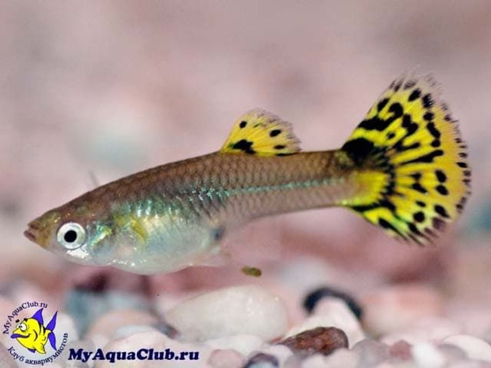 Гуппи разные (код 2006)  (Poecilia reticulata)