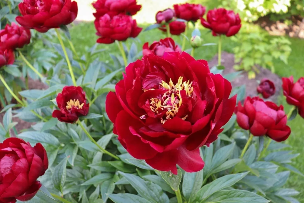 Пион Скарлет Хевен 3-5 почек Закупка М81 октябрь 2026