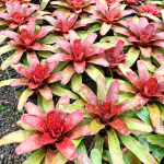 Неорегелия WALKING TALL