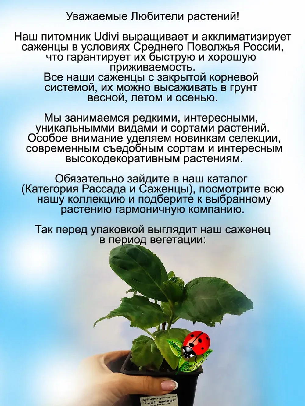 Гортензия Ты и Я навсегда Ю энд Ми Фореве крупнолистная