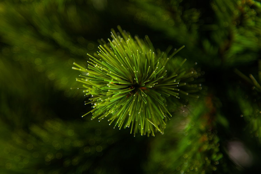 Ель де Люкс 120см зеленая Triumph Tree