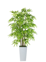 Искусственное растение Бамбук светлый 130 см в высоком белом кашпо 36 см