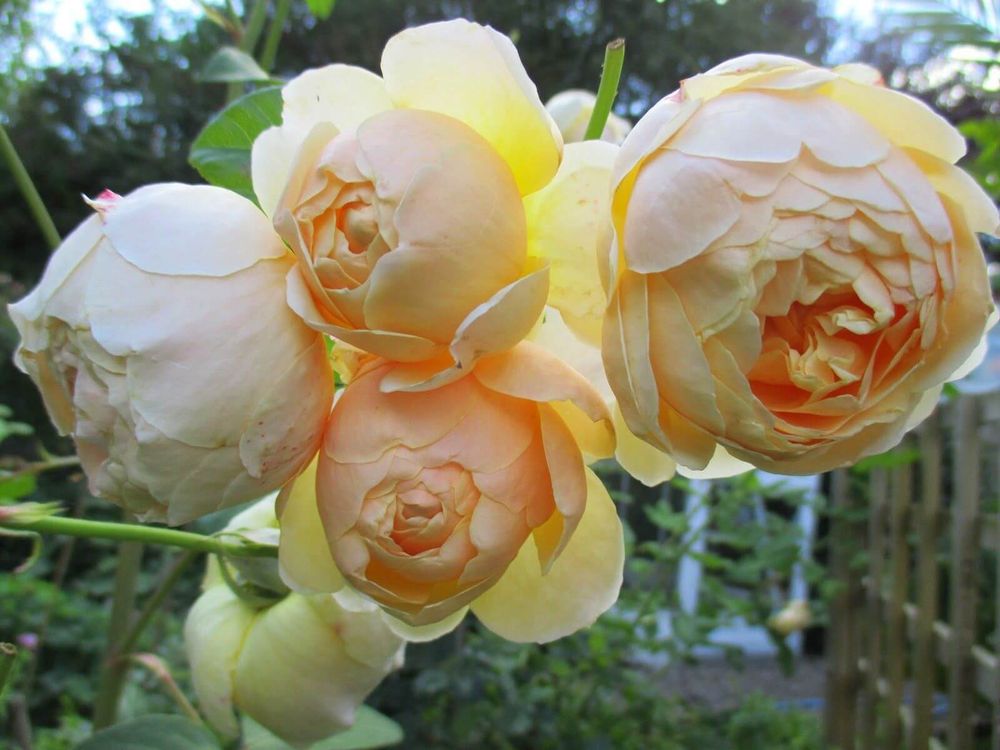 Джуд зе Обскур (Jude the Obscure)