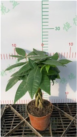 Пахира Five-Branch пять стволов д.