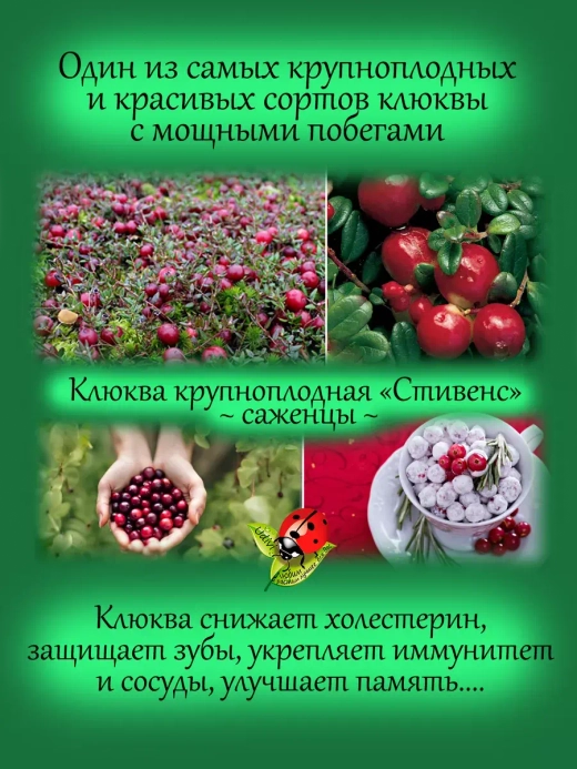Клюква Стивенс крупноплодная
